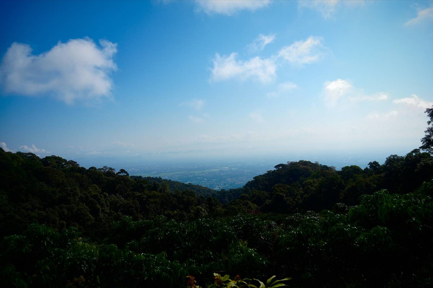 View over the forest on the way up