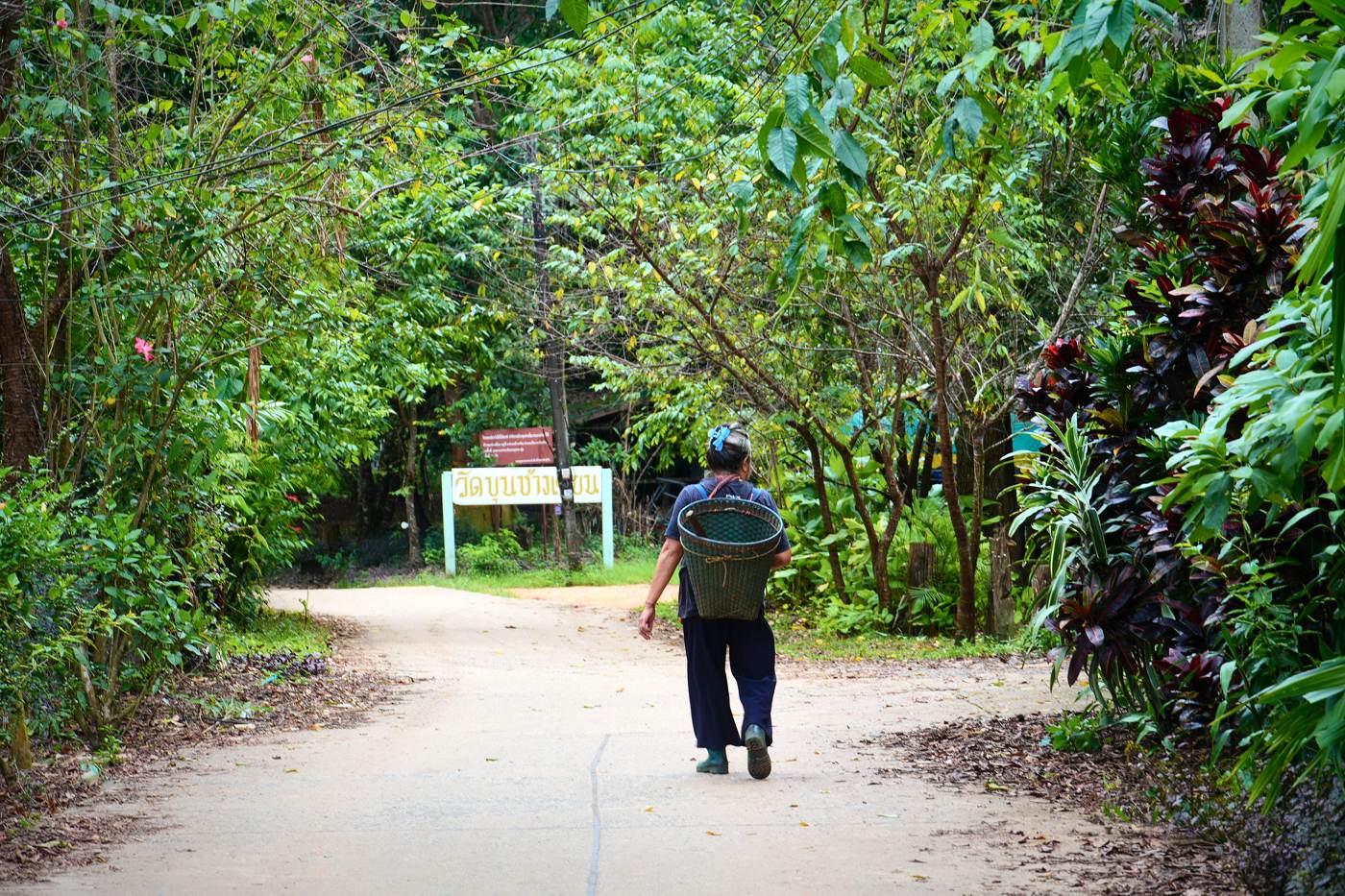 A villager carrying a woven basket walks the road to Wat Khun Chang Kian