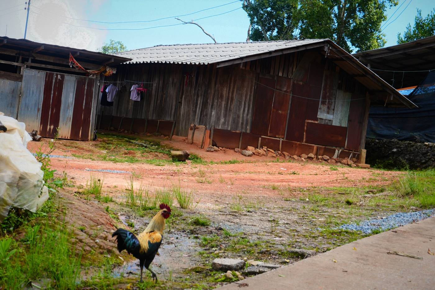 Wooden houses and a rooster in Khun Chang Kian village
