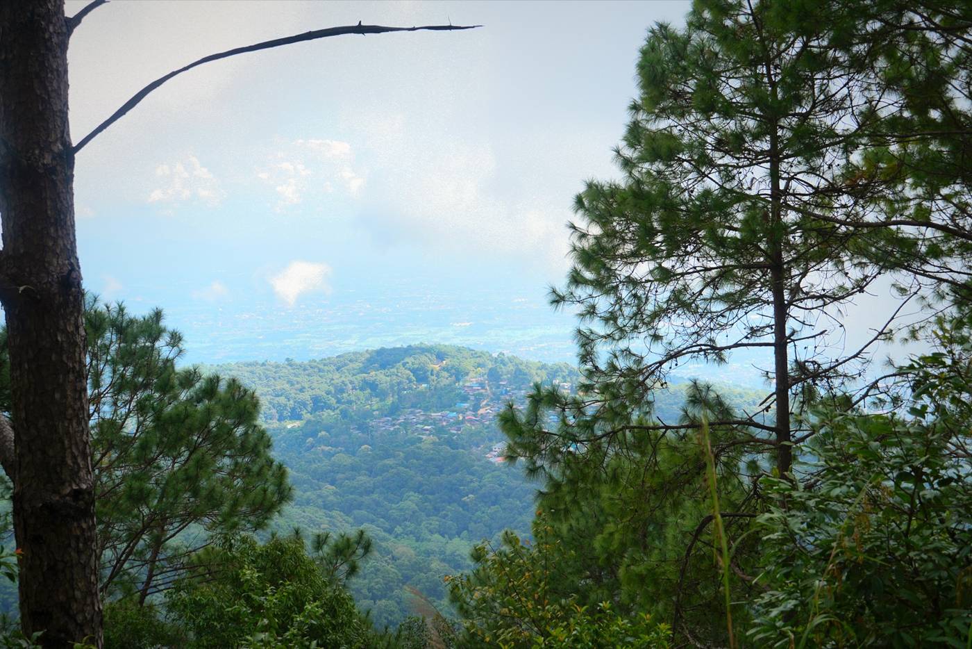 Pines framing a view over green mountains