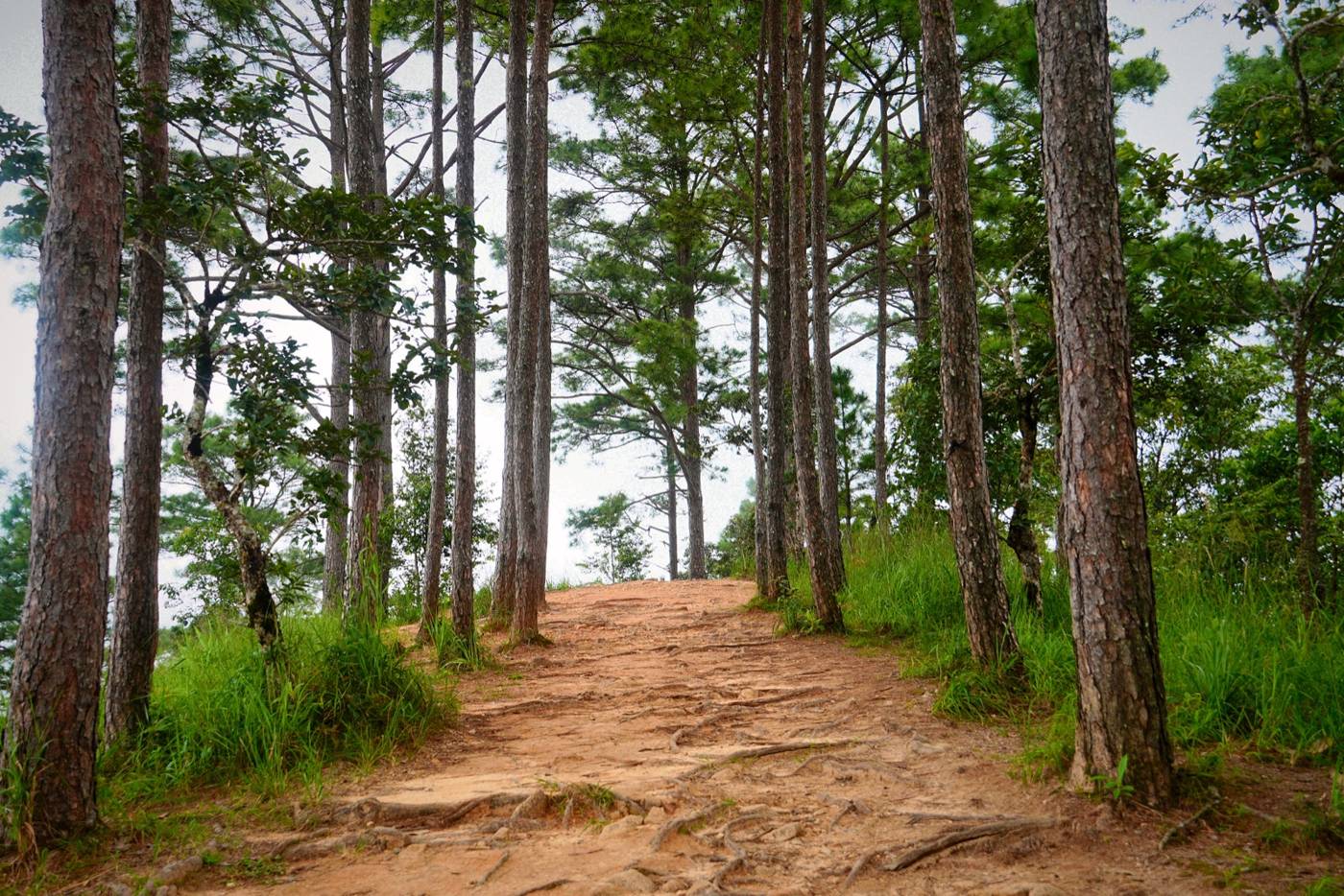 Pine ridge trail with a bench