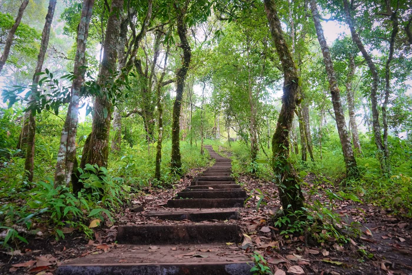 Stone steps through misty cloud forest