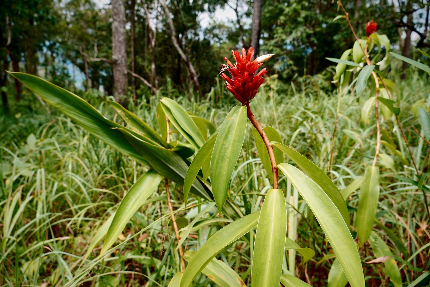 A red wild ginger flower in the grass