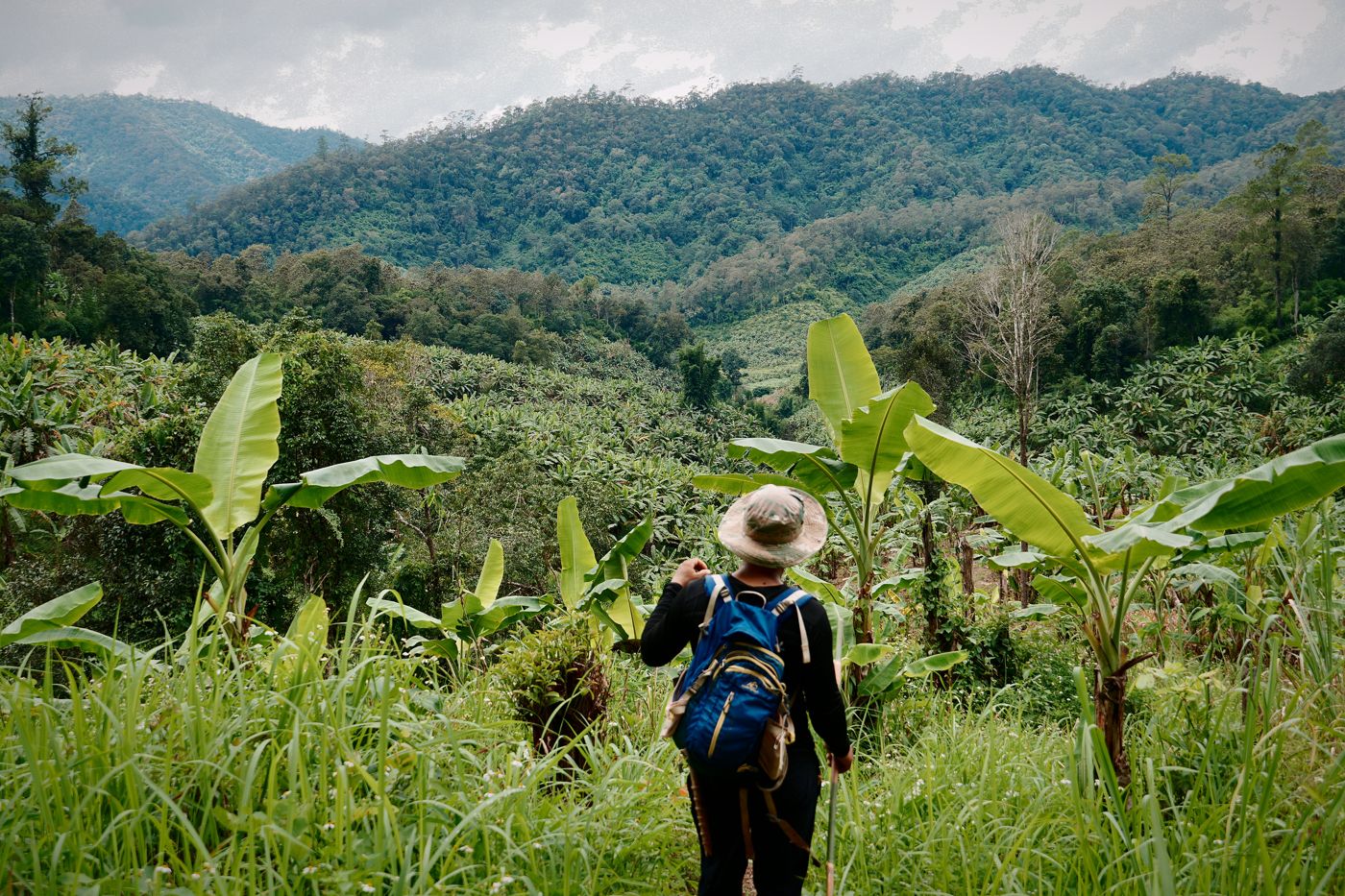 Walking through banana fields above the valley near Thung Yua
