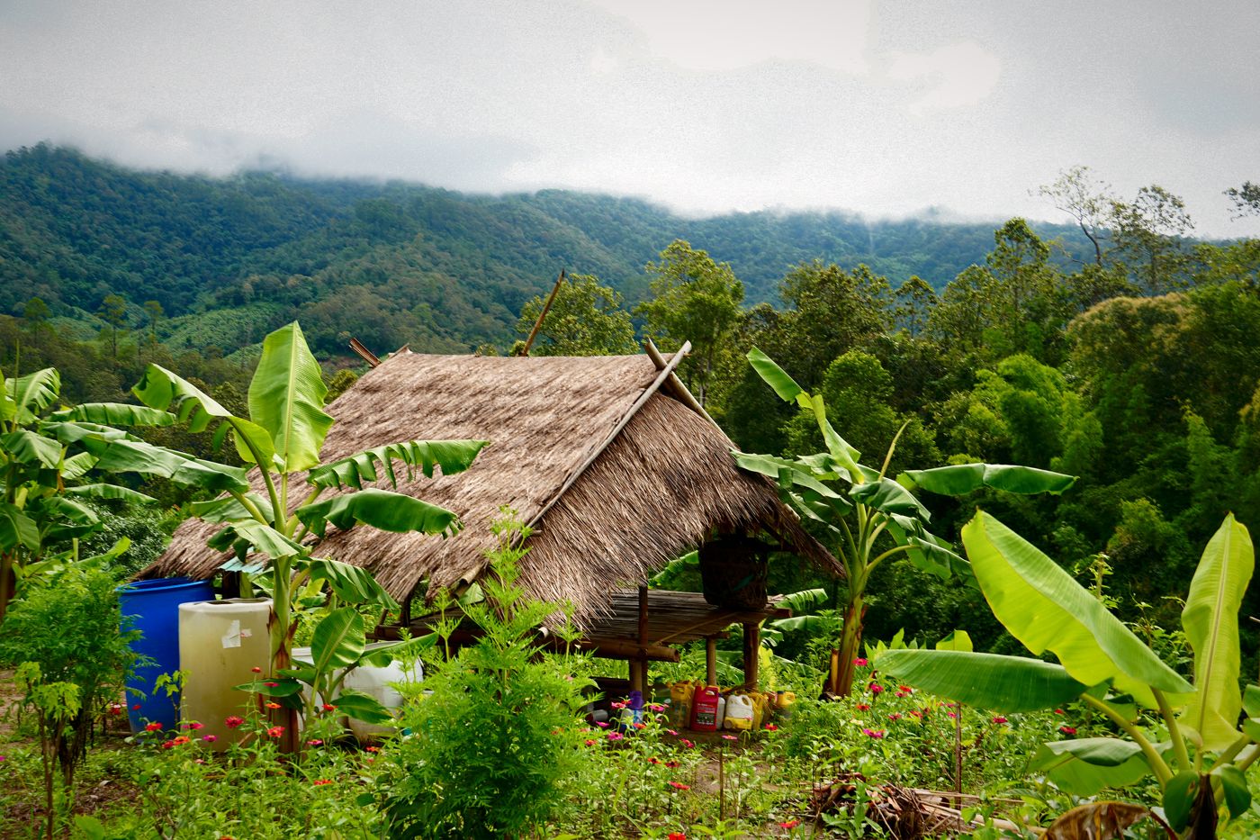 A thatched hut among banana trees with misty mountains behind